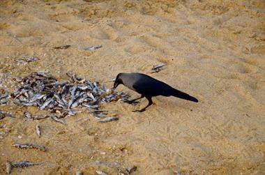 Fishing fleet, Chowara Beach,_DSC_9714_H600